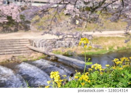 [Shiga] Ayukawa Senbonzakura and the beautiful clear stream The rows of cherry blossom trees blooming along the Ugui River were very pretty. 128014314