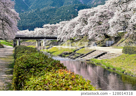 [Shiga] Ayukawa Senbonzakura and the beautiful clear stream The rows of cherry blossom trees blooming along the Ugui River were very pretty. 128014318