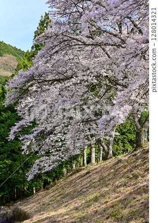 [Shiga] Ayukawa Senbonzakura and the beautiful clear stream The rows of cherry blossom trees blooming along the Ugui River were very pretty. 128014321