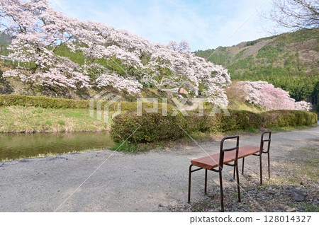 [Shiga] Ayukawa Senbonzakura and the beautiful clear stream The rows of cherry blossom trees blooming along the Ugui River were very pretty. 128014327