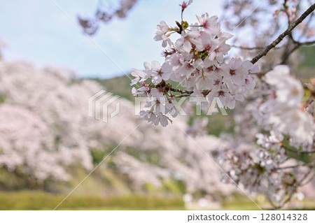 [Shiga] Ayukawa Senbonzakura and the beautiful clear stream The rows of cherry blossom trees blooming along the Ugui River were very pretty. 128014328