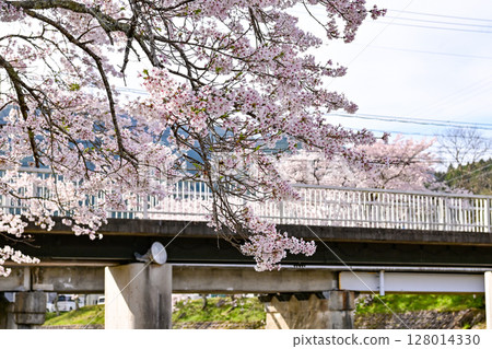 【滋賀】鮎川千本櫻與美麗的清澈溪流 沿著鵜鶘盛開的櫻花樹成排盛開，非常美麗。 128014330