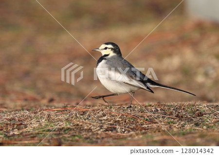 走櫻桃樹 走櫻桃樹 128014342