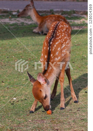 鹿在玩松果 128014369