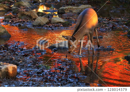 A deer standing in a river reflecting autumn leaves A deer standing in a river reflecting autumn leaves 128014379