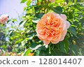 Large apricot pink roses | Beautiful flowers that bloom gracefully 128014407
