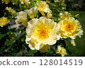 Large beautiful yellow flower | Kinrenpo (Kinrenpo) 128014519