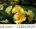 Large beautiful yellow flower | Kinrenpo (Kinrenpo) 128014520