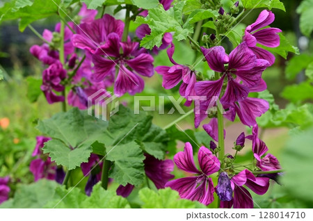 Perennial flower of Malva sylvestris (Mallow family) 128014710