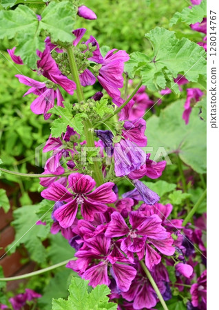 錦葵屬(錦葵科)多年生花卉 錦葵屬(錦葵科)多年生花卉 128014767