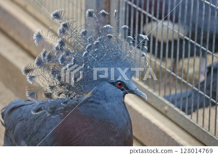 維多利亞冠鳩 維多利亞冠鳩 128014769