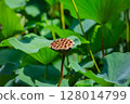 Lotus seeds (renpou) - The natural beauty of a lotus flower that shines by the water in summer 128014799