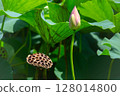 Lotus buds and lotus seeds (renpou) 128014800