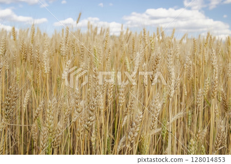 Golden ears of wheat against the blue sky with clouds. Wheat grows in a field in summer. Rural landscape. Golden ears of wheat against the blue sky with clouds. Wheat grows in a field in summer. Rural landscape. 128014853