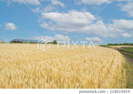 Golden ears of wheat against the blue sky with clouds. Wheat grows in a field in summer. Rural landscape. Golden ears of wheat against the blue sky with clouds. Wheat grows in a field in summer. Rural landscape. 128014854