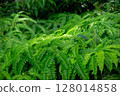 Beautiful fern leaves and forest light 128014858