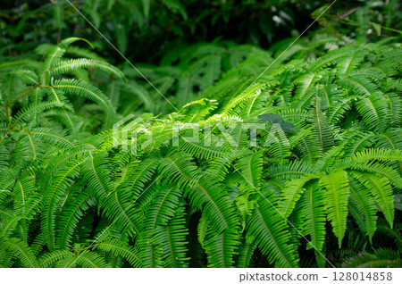 美麗的蕨葉和森林光 128014858