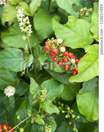 101 Flowering and Fruiting Coral, Full of Vitality 128014889