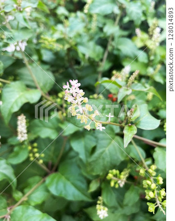 Flowering and fruiting, full of vitality, Judasang 105 Flowering and fruiting, full of vitality, Judasang 105 128014893