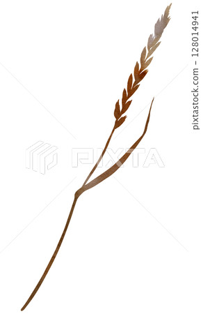 Watercolor dried stem with leaf and seeds in brown tones, boho autumn wedding isolated illustration 128014941
