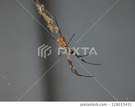 Life that embraces gravity - Record of a spider hanging in a structural space 128015431