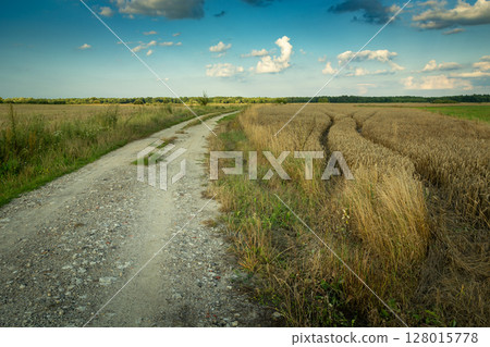 A dirt road next to a grain field 128015778