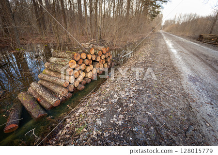 Logs lying in the water by the road in the forest 128015779