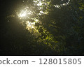 Sunlight filtering through the trees in the forest 128015805