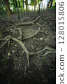 Roots creeping through the forest 128015806