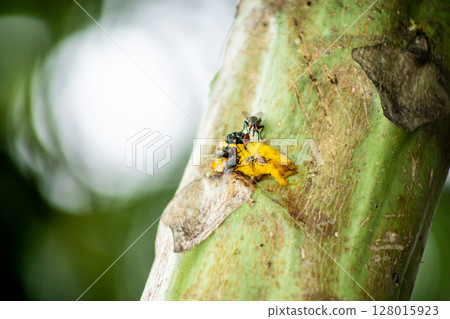 fly eat banana on the tree fly eat banana on the tree 128015923
