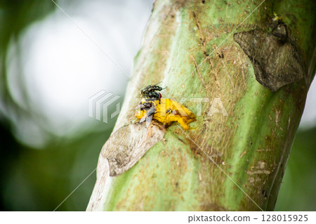 fly eat banana on the tree fly eat banana on the tree 128015925