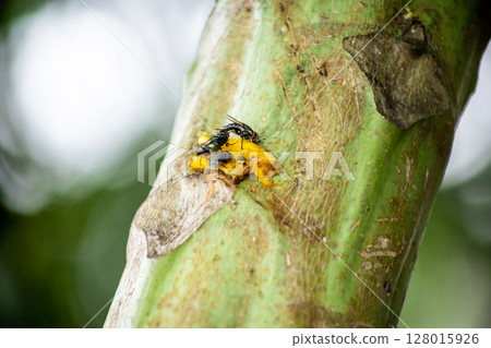 fly eat banana on the tree fly eat banana on the tree 128015926