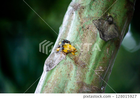 fly eat banana on the tree fly eat banana on the tree 128015927