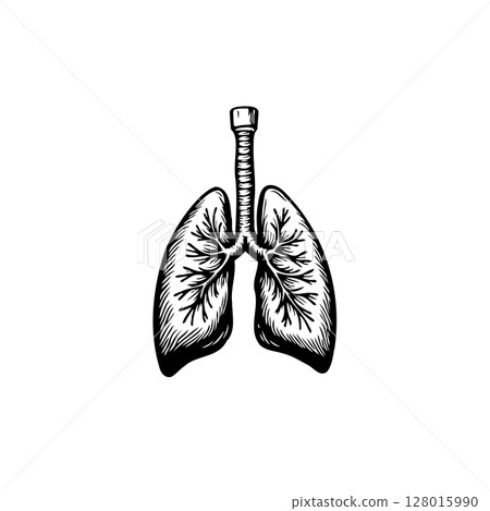 Illustration of Human Lungs: Anatomical Depiction for Medical and Educational Purposes Illustration of Human Lungs: Anatomical Depiction for Medical and Educational Purposes 128015990