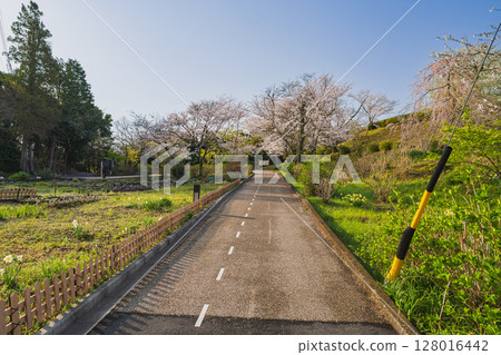 靜岡市（靜岡縣）晴朗早晨的日本平風景 128016442