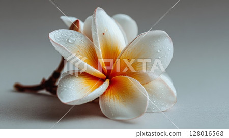 White and Orange Plumeria Flower with Dew Drops 128016568