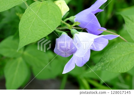 Bellflower (bud) 128017145