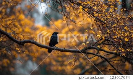 Black Crow Perched on Branch Among Golden Autumn Leaves 128017674