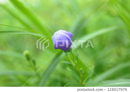 Bellflower (bud) Bellflower (bud) 128017979