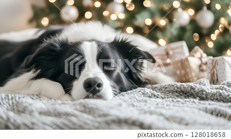 A collie peacefully sleeping beside a decorated Christmas tree in a cozy living room A collie peacefully sleeping beside a decorated Christmas tree in a cozy living room 128018658