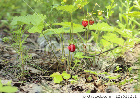 Wild strawberry bush Wild strawberry bush 128019211