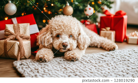 Poodle lying beside Christmas tree and presents in a cozy holiday setting at home 128019290