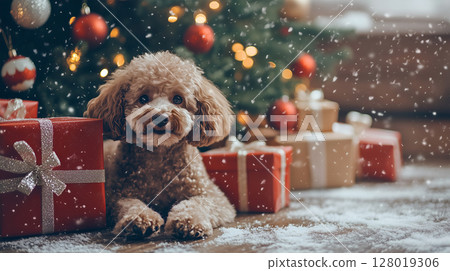 Poodle relaxes among Christmas decorations and presents under the festive tree 128019306