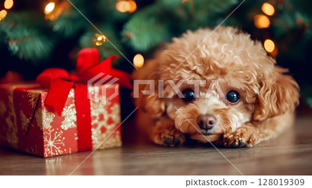 Poodle relaxing beside a beautifully decorated Christmas tree with wrapped gifts 128019309