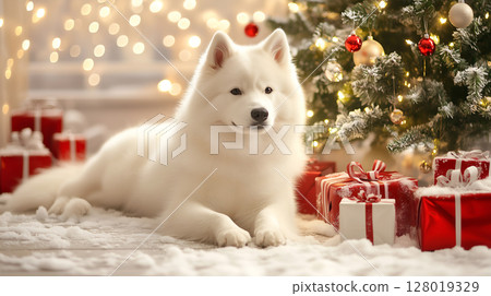 A playful Samoyed relaxes by a festive Christmas tree and gifts 128019329