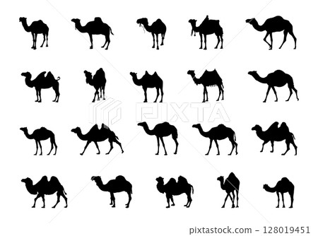 Camel silhouettes, Camel silhouette set, Camel vector illustration, Camel Svg, Camel clipart Camel silhouettes, Camel silhouette set, Camel vector illustration, Camel Svg, Camel clipart 128019451
