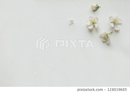 Minimalistic Arrangement of White Blossom Petals on a White Background 128019685