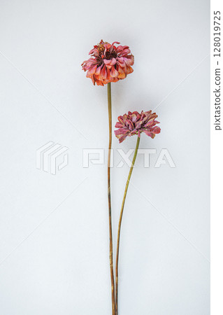 Two Vibrant Dried Flowers Against a Minimalist White Background Two Vibrant Dried Flowers Against a Minimalist White Background 128019725
