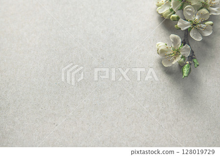 Minimalistic Arrangement of White Blossom Petals on a White Background Minimalistic Arrangement of White Blossom Petals on a White Background 128019729