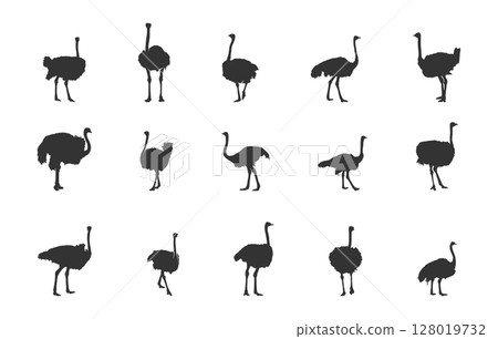 Ostrich silhouettes, Ostrich svg, Ostrich vector illustration, Ostrich clipart, Ostrich silhouette set Ostrich silhouettes, Ostrich svg, Ostrich vector illustration, Ostrich clipart, Ostrich silhouette set 128019732